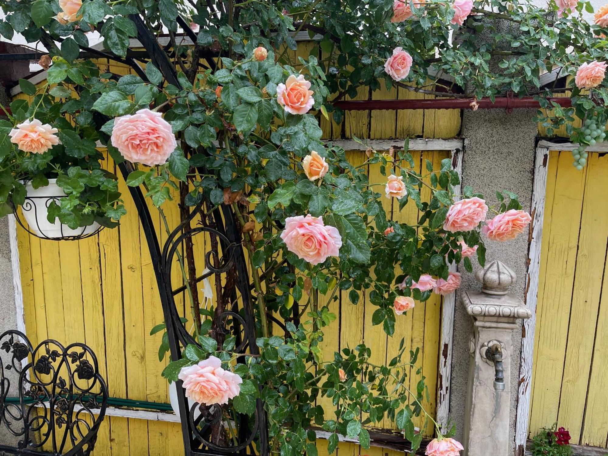Luxurious Villa With Lush Garden And Huge Terrace Near Herastrau Park 布加勒斯特 外观 照片